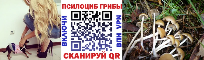 закладка  Кологрив  Галлюциногенные грибы Cubensis 